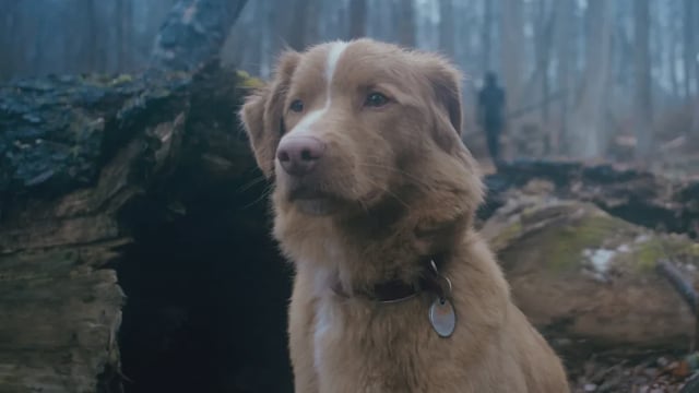 Good Boy está contada desde el punto de vista de Indy, el perro. 