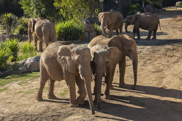 Elephants at the San Diego Zoo Safari Park. (File photo)