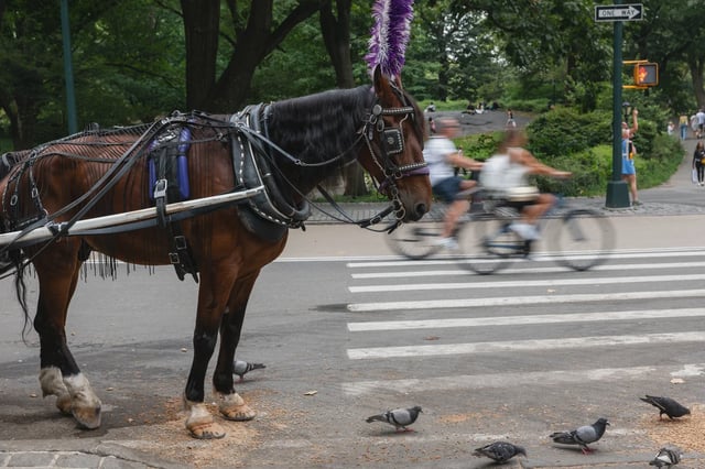 Carriage horses move through Central Park in midtown Manhattan on August 06, 2025 in New York City.