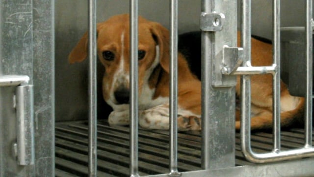 File photo shows a beagle. This dog breed was being used by medical researchers in London, Ont., as part of heart research.  