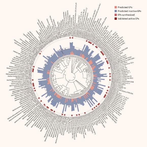 Torres et al. synthesized 80 archaeasins, 93% of which showed antimicrobial activity in vitro against Acinetobacter baumannii, Escherichia coli, Klebsiella pneumoniae, Pseudomonas aeruginosa, Staphylococcus aureus and Enterococcus spp. Image credit: Torres et al., doi: 10.1038/s41564-025-02061-0.