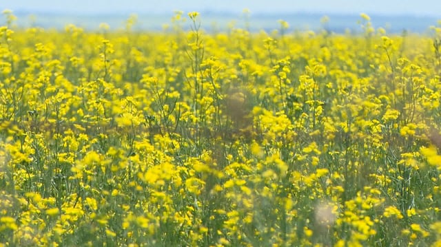 China announced Tuesday that Canadian canola imports will be subject to an anti-dumping tariff of 75.8 per cent.