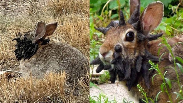 Colorado residents have spotted several rabbits with tentacle-like growth