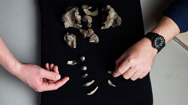 The partial skull and teeth of Janjucetus dullardi. Photographer: Tom Breakwell.