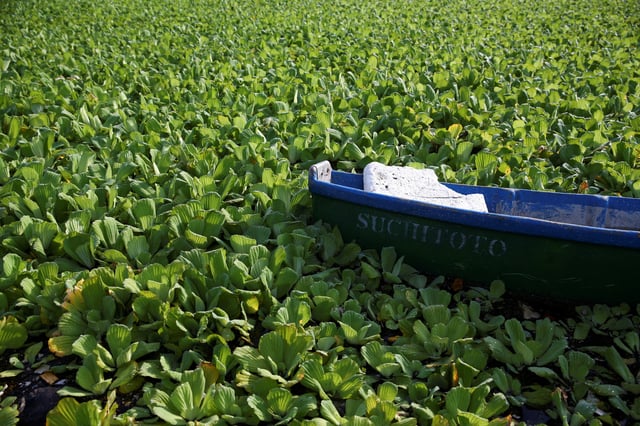 A boat sits on the shore of El Cerron Grande reservoir, which is covered with water lettuce (Pistia stratiotes) due to pollution, in Suchitoto, El Salvador August 12, 2025. REUTERS/Jose Cabezas