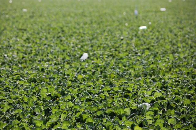 Plastic bottles float on El Cerron Grande reservoir, which is covered with water lettuce (Pistia stratiotes) due to pollution, in Suchitoto, El Salvador August 12, 2025. REUTERS/Jose Cabezas