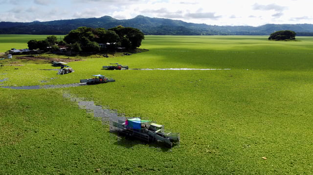 A drone view shows boats equipped to clean, working on El Cerron Grande reservoir, which is covered with water lettuce (Pistia stratiotes) due to pollution in Suchitoto, El Salvador August 12, 2025. REUTERS/Jose Cabezas