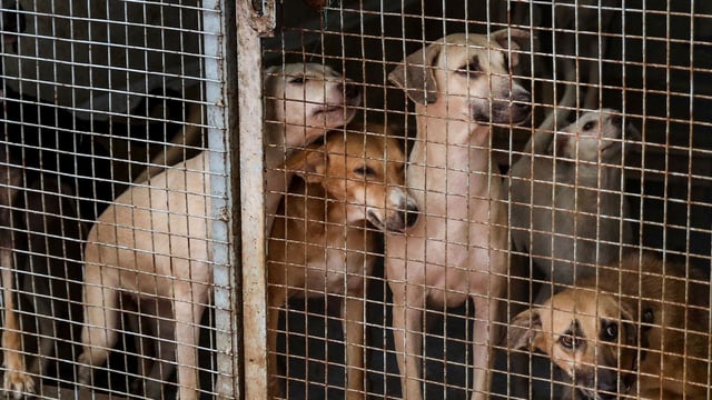 There are two ABC centres in Masoodpur, near Vasant Kunj, within a kilometre of each other. One of them is a clinic and shop run by the Pet Animal Welfare Society (PAWS), a non-governmental, non-profit organisation.
