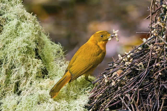 A golden bowerbird in Queensland, Australia.