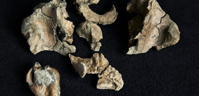 Photo du 5 août 2025 fournie par les Musées Victoria à Melbourne montrant le fossile du crâne d'une baleine ancienne.