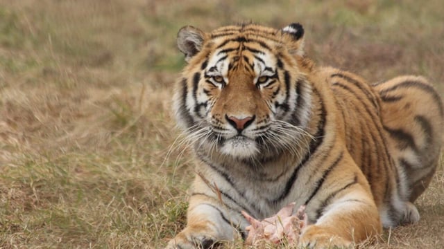 Madhya Pradesh has nine tiger reserves, including Kanha, Bandhavgarh, Satpura, Pench and Panna.