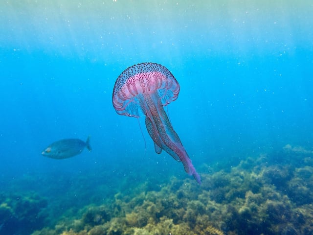 Medusas: estas son las más frecuentes y las más peligrosas