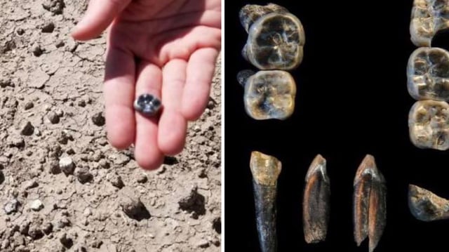 he 13 fossil teeth collected in the Ledi-Geraru Research Area from 2015-2018.