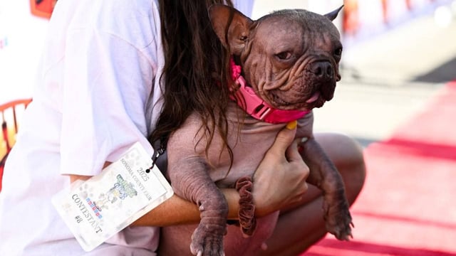 Petunia, the two-year-old pup from Oregon, lives with her owner, Shannon Nyman. 