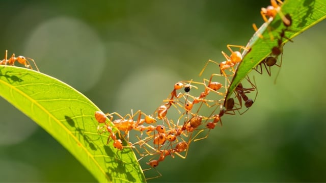 Strong links: super-efficient weaver ant chains form to create aerial nests in the forest canopies of Africa, Asia and Australia.