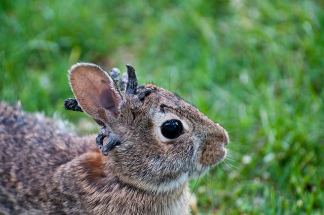 Vadnais Heights, Minnesota, Eastern Cottontail rabbit, Sylvilagus floridanus, Rabbit with the papilloma virus (CRPV), or Shope papilloma virus, which is a type I virus under the Baltimore scheme, possessing a non segmented dsDNA genome. It infects rabbits, causing keratinous carcinomas, typically on or near the animals head. (Photo by: Education Images/Universal Images Group via Getty Images)