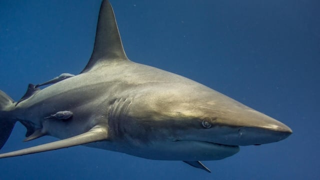 A Great White Shark was spotted in the coastline of beaches in Maine
