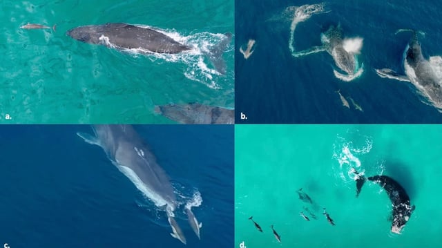 A new global study of 199 encounters reveals rare, playful interactions between dolphins and whales, offering a rare look into the complex social lives of these marine giants.