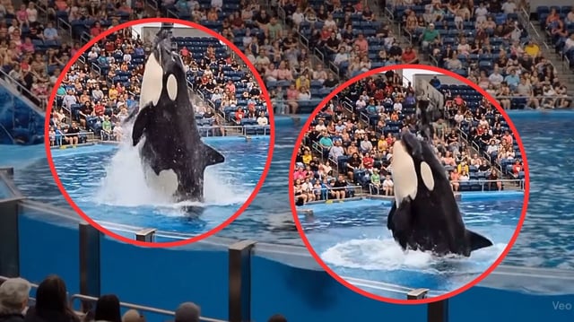 La verdad tras el video viral de la entrenadora devorada por una orca: nunca existió. FOTO: Capturas de Pantalla