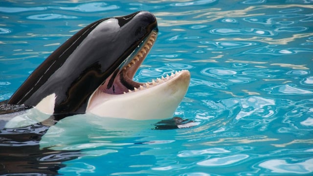 Un impresionante video circuló  por redes provocando estupor en los usarios al ver cómo una orca atacaba a su entrenadora. 