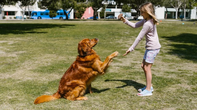 Hablar con los perros fortalece el vínculo humano-animal y aporta beneficios emocionales a ambos/Foto: Canva