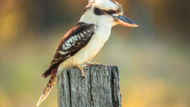 World-First Study Finds “Sex Reversal” Surprisingly Common In Wild Australian Birds
