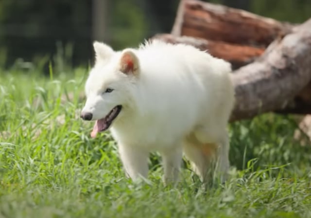 'Dire wolf' Khaleesi joins her brothers for the first time as the wolf pack begins to come together.