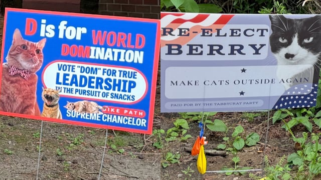 election signs for cat mayor vote