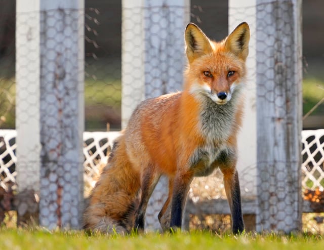 A wild fox is seen in a back yard in Bayside on Saturday, April 16, 2022.