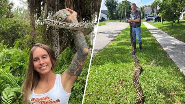 Nearly 300 Burmese pythons were removed during a record-setting Florida Python Challenge this year, state wildlife officials said.