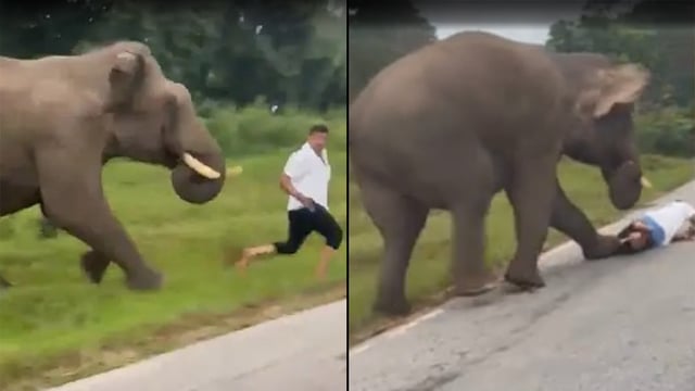 An elephant chases a tourist.