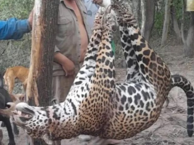 El yaguareté asesinado en Formosa.