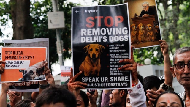 The Supreme Court on Monday ordered that all stray dogs in Delhi-NCR be picked up within eight weeks and relocated to shelters.