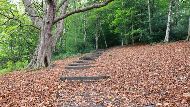 Witton Country Park in Blackburn, where a falling beech tree branch killed a mother walking with her children