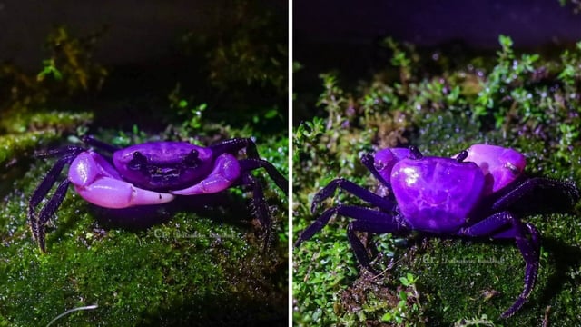 Pictures show elusive purple crabs at Thailand’s Kaeng Krachan National Park. 