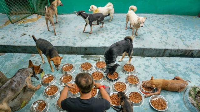 A volunteer feeds dogs at the Shivalay Animal Wellness Centre, an animals' treatment and rehabilitation facility of House of Stray Animals, in Noida