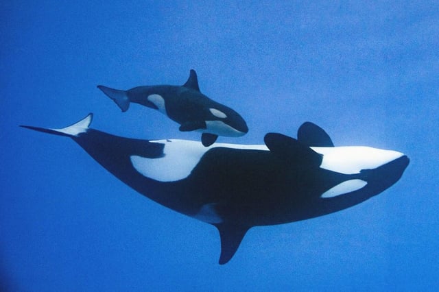 Orcas en el Loro Parque