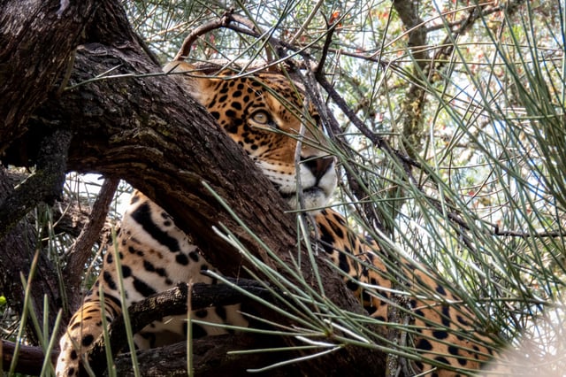El yaguareté (Panthera onca) es una especie declarada Monumento Natural a nivel nacional.