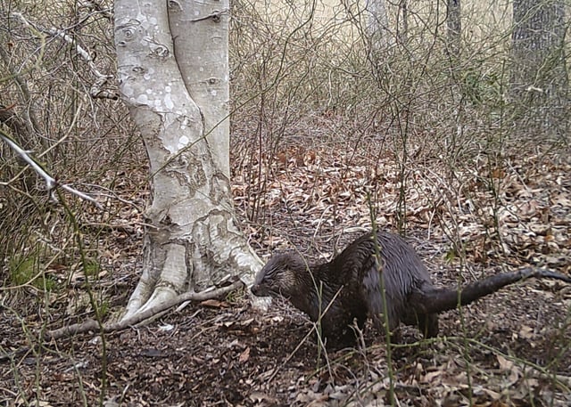 A North American river otter, Lontra canadensis, wanders through a forest at the Smithsonian Environmental Research Center.  (Calli Wise, Smithsonian Environmental Research Center/Courtesy)