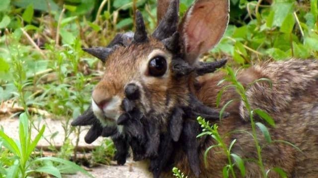 The virus likely helped fuel the North American jackalope myth, which describes a rabbit with antlers or horns.