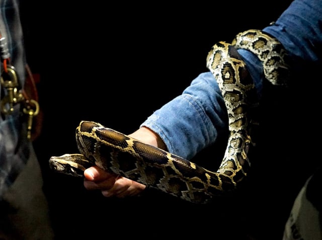 PythonChallenge2025Crop