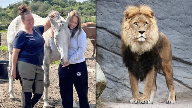 A mother and daughter pose with a pet horse beside a lion in a zoo enclosure.