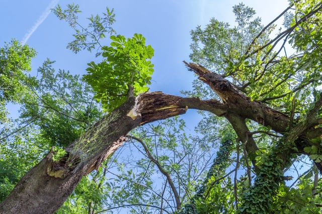Two New Jersey women were seriously injured Thursday when a huge tree branch fell on them in Teaneck. (Shutterstock)