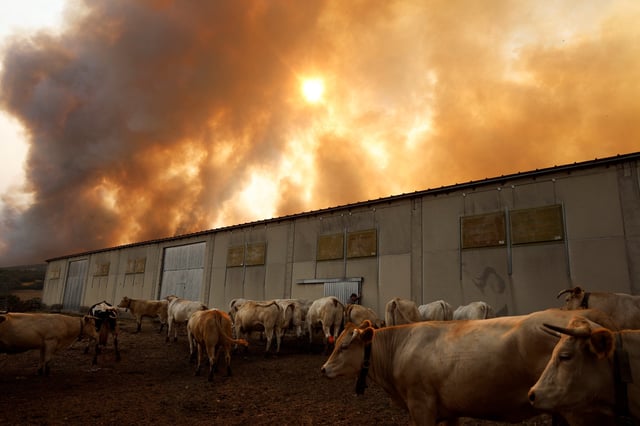 Tomas Rodriguez gives water to his cows as a wildfire approaches the vicinity of Villanueva de la Sierra, Zamora, Spain August 14, 2025. REUTERS/Susana Vera
