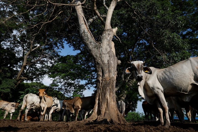 Cattle stand inside their corral on a ranch amid a growing outbreak of flesh-eating screwworms that threatens livestock and wildlife across the Chiapas state region, in Tapachula, Mexico July 4, 2025. REUTERS/Daniel Becerril/File Photo