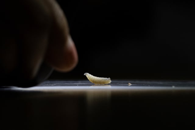 A veterinarian handles a screwworm, amid a growing outbreak of flesh-eating screwworms that threatens livestock and wildlife across the Chiapas state region, in Tapachula, Mexico July 4, 2025. REUTERS/Daniel Becerril/File Photo