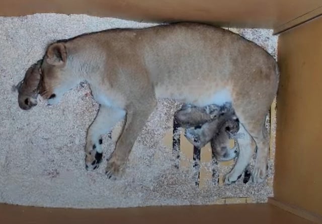 African lion Araali gave birth to four cubs on Aug. 13, 2025, at the Denver Zoo Conservation Alliance. (Courtesy of DZCA)
