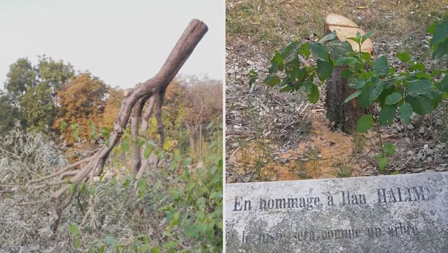 French Leader Macron Vows Justice After Unknown Attackers Chop Down Tree Honoring Murdered Jew