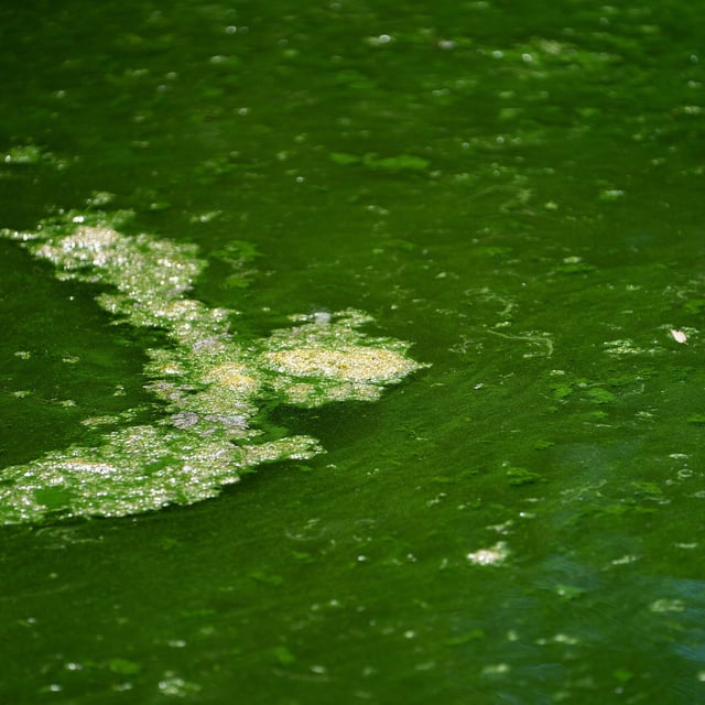 Nürnberg: Gefährliche Blaualgen im Kleinen Dutzendteich