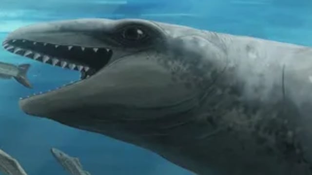 illustration of new whale species Janjucetus dullardi